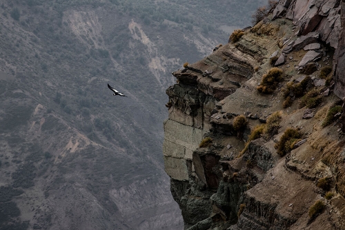 MIRADOR DE LOS CÓNDORES 